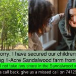 Benefits of Investing in Red Sandal Wood Trees