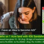 d3y infra sandalwood plants