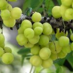 ? The Incredible Health Benefits Of Amla