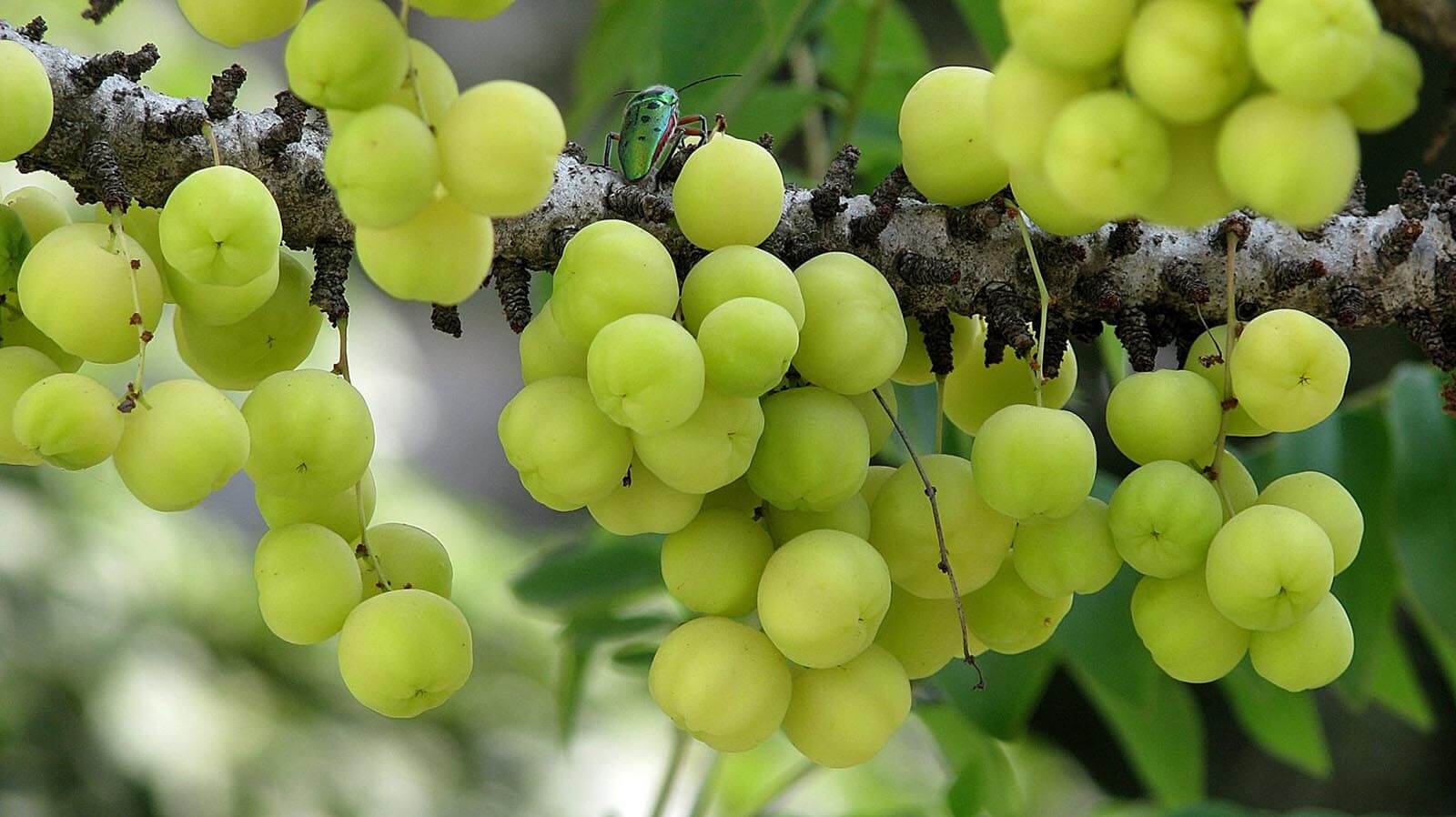 ? The Incredible Health Benefits Of Amla