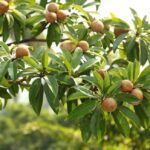 Sapota Tree Planting Information