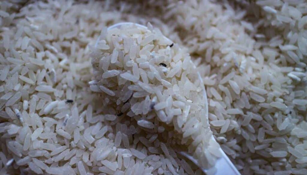 Tips To Get Rid Of The White Worms In Rice Bag