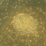 What Are Stem Cells? Function, Types And Importance