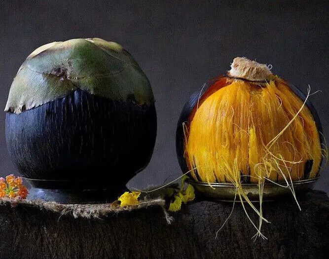 Palmyra Fruit Health Benefits Mahilalu