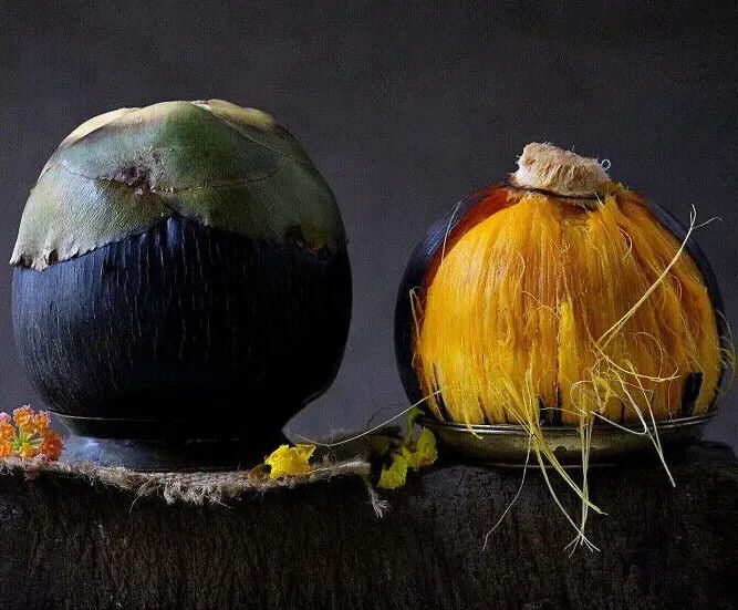 Palmyra Fruit Health Benefits