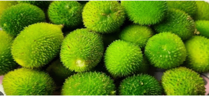 Boda Kakarakaya – The Hidden Superfood for Women’s Health & Beauty